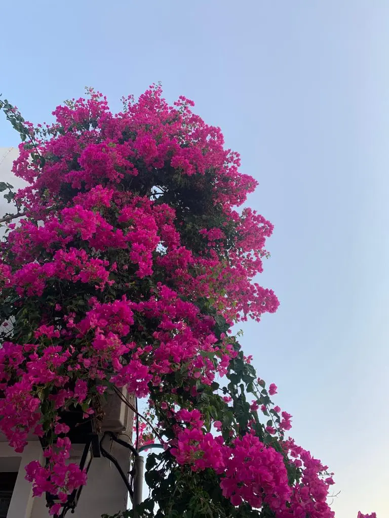 pianta rampicante fiore rosa - Come si chiamano le rose rampicanti