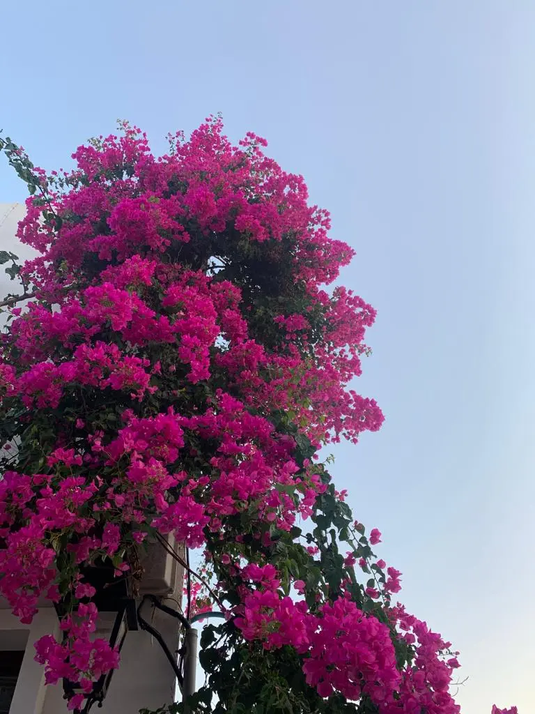 Pianta rampicante fiore rosa: caratteristiche e varietà - Come si chiamano le rose rampicanti pianta rampicante fiore rosa - Come si chiamano le rose rampicanti