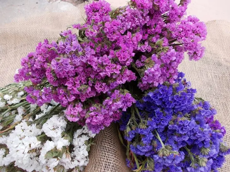 Come si chiamano quei fiori che sembrano secchi - Come si chiamano quei fiori che sembrano secchi fiori che sembrano secchi - Come si chiamano quei fiori che sembrano secchi