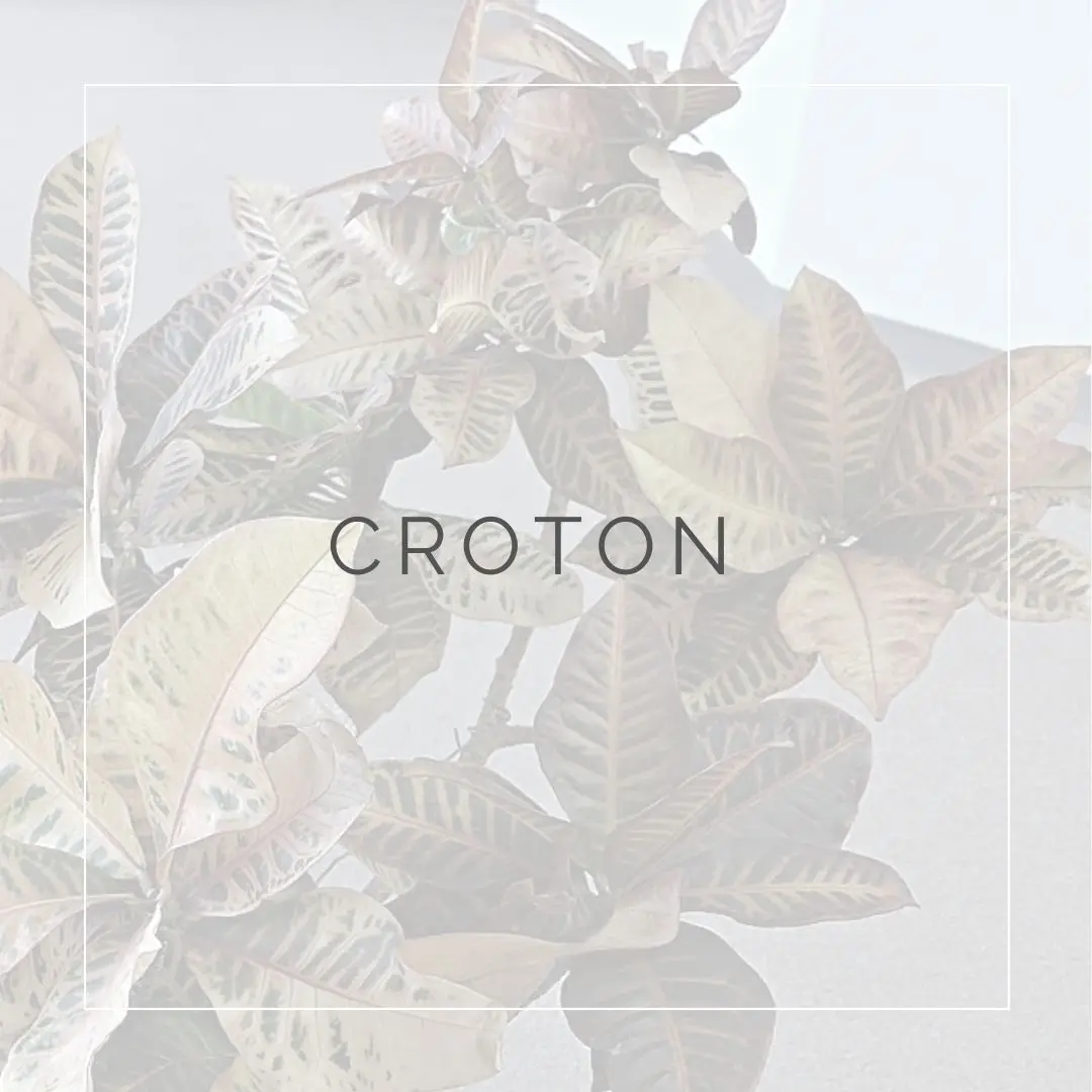 fiore croton - Come si coltiva il Croton