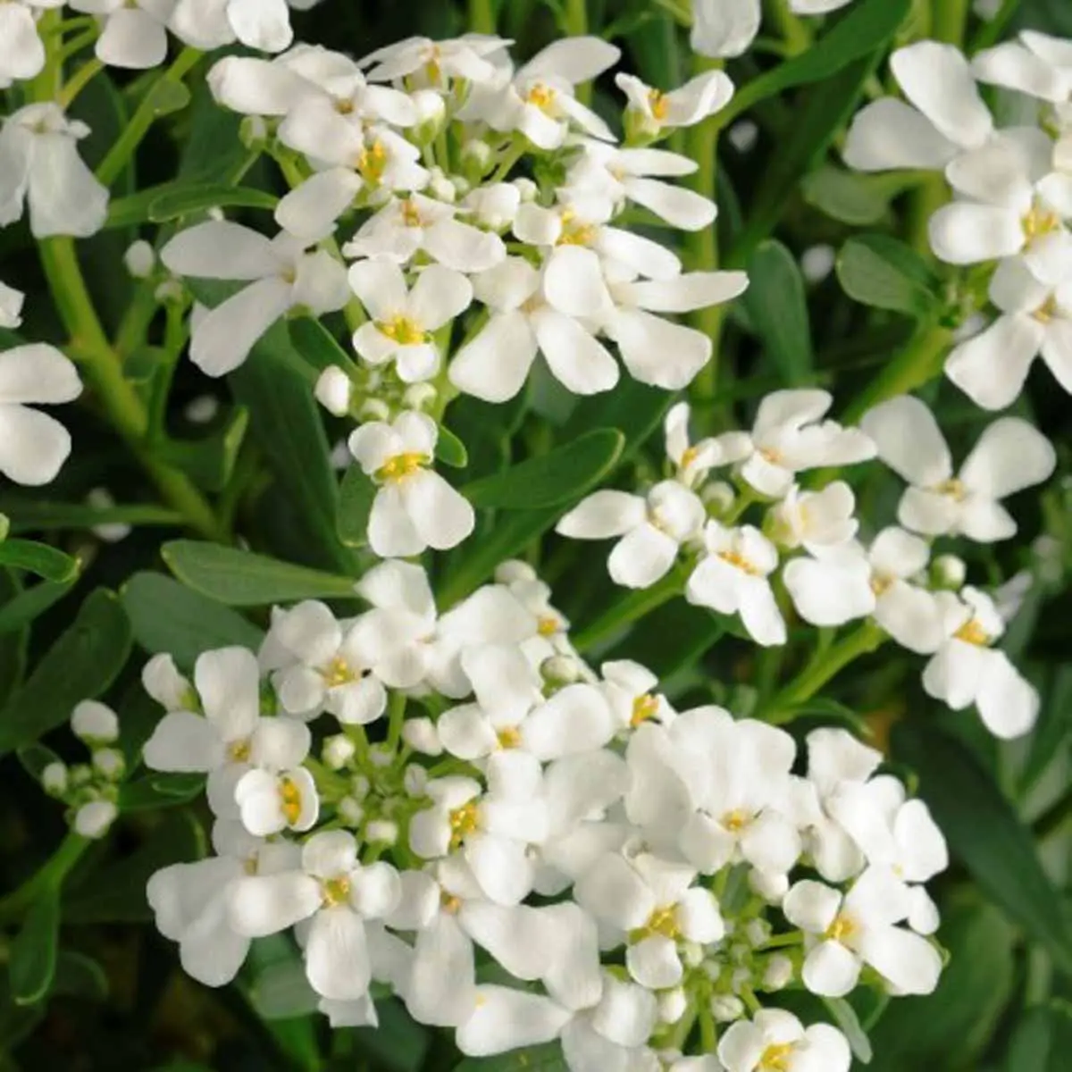Iberis fiore: coltivazione e cura delle piante perenni sempreverdi (45 caratteri)