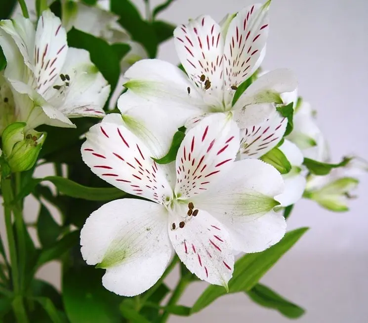 Alstroemeria fiori: tutto quello che devi sapere sulla coltivazione del giglio del Perù - Come si coltiva il giglio del Perù alstroemeria fiori - Come si coltiva il giglio del Perù