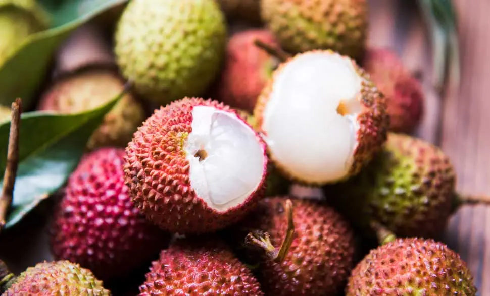 Pianta Litchi Fiori: Un Frutto Tropicale Ricco di Benefici - Come si coltiva il litchi pianta litchi fiori - Come si coltiva il litchi