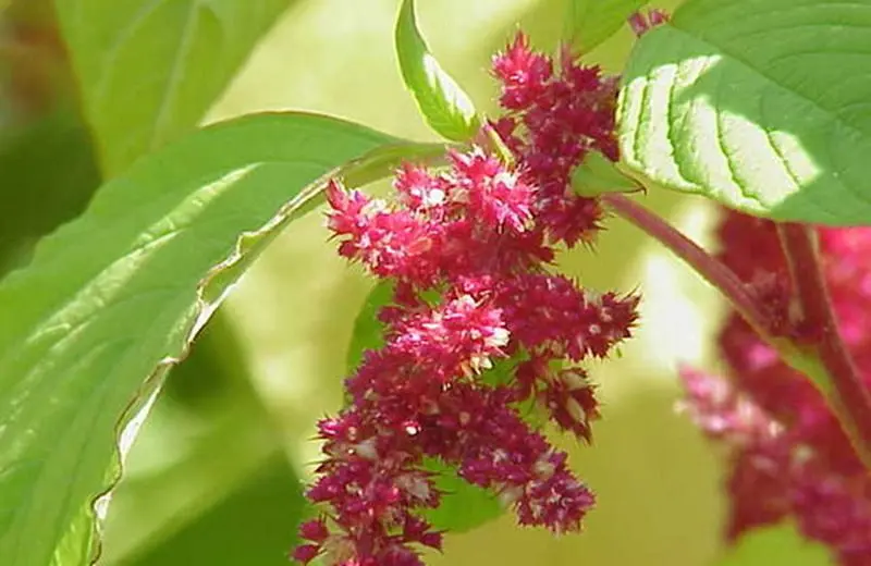 Amaranto Fiore: Un'Introduzione - Come si coltiva l'amaranto amaranto fiore - Come si coltiva l'amaranto