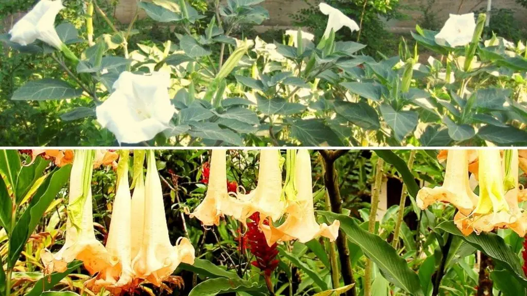 Fiore Trombone: La Pianta Ornamentale dal Fascino Unico - Come si coltiva la Brugmansia fiore trombone - Come si coltiva la Brugmansia
