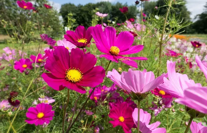 Cosmee Fiori: La bellezza che fiorisce - Come si coltiva la Cosmea cosmee fiori - Come si coltiva la Cosmea