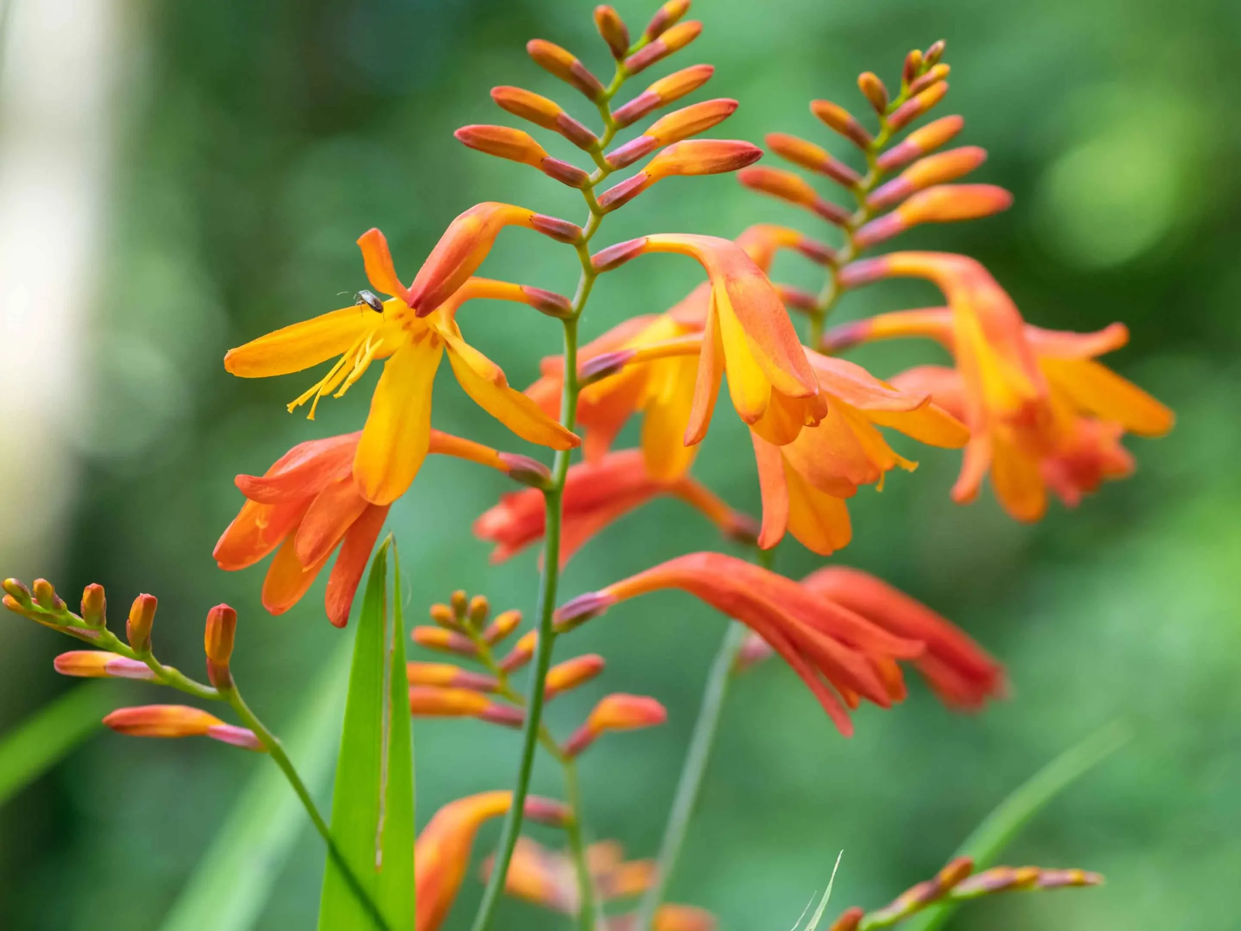 coreopsis fiore - Come si coltiva la crocosmia
