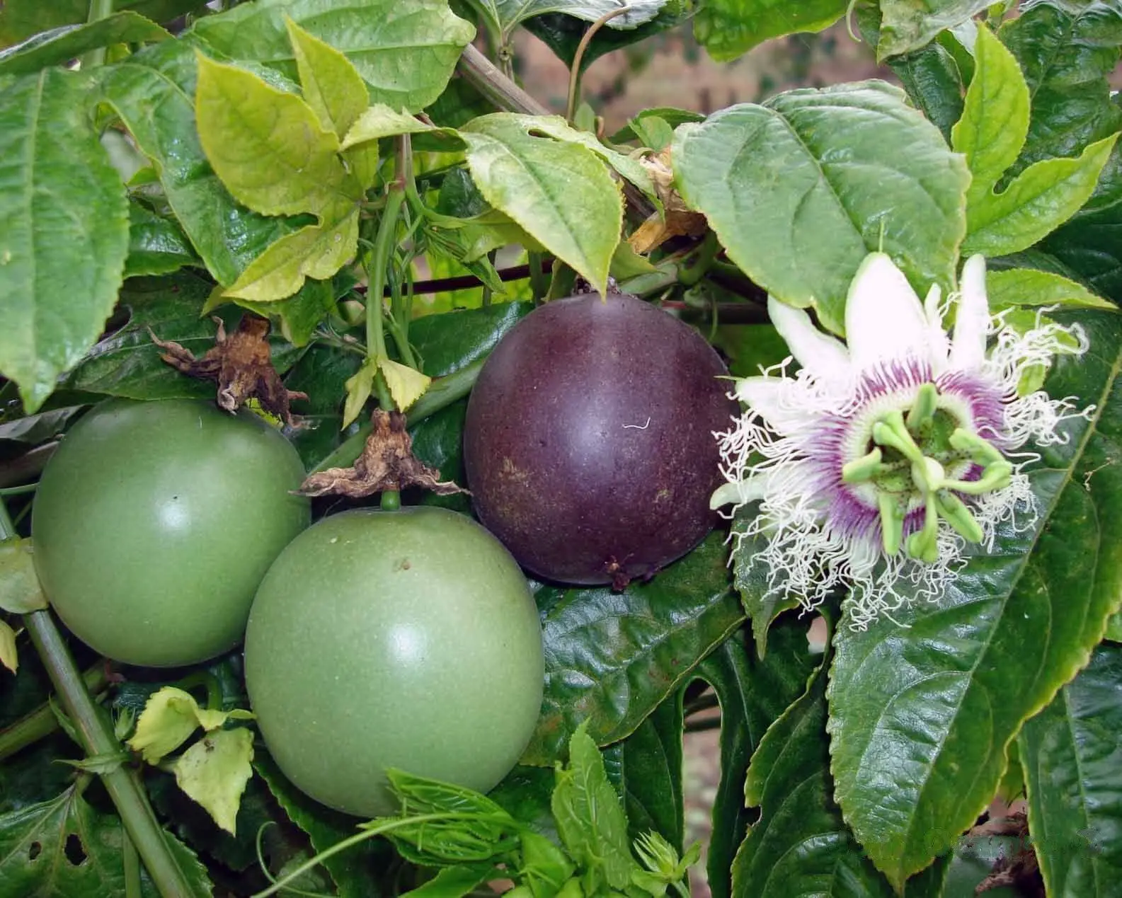 passiflora edulis fiore - Come si coltiva la Passiflora edulis
