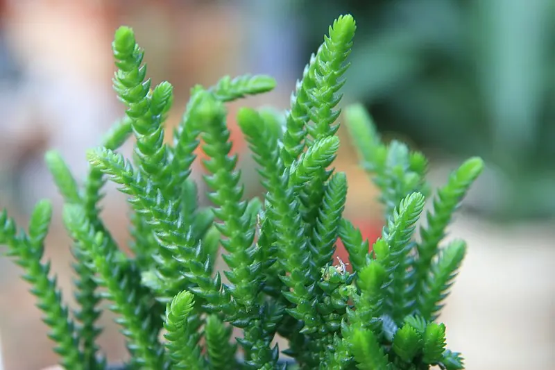 Crassula muscosa fiori: come coltivarla e curarla - Come si coltiva la pianta Crassula Muscosa crassula muscosa fiori - Come si coltiva la pianta Crassula Muscosa
