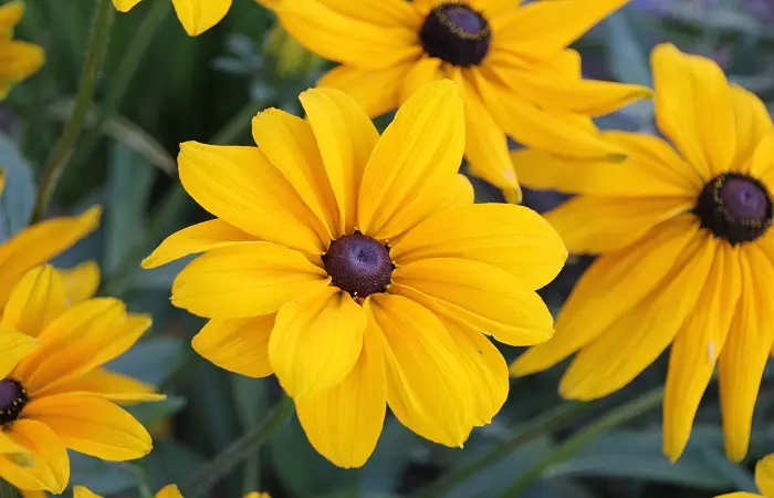 Rudbeckia Fiore: una pianta perenne luminosa e allegra - Come si coltiva la Rudbeckia rudbeckia fiore - Come si coltiva la Rudbeckia