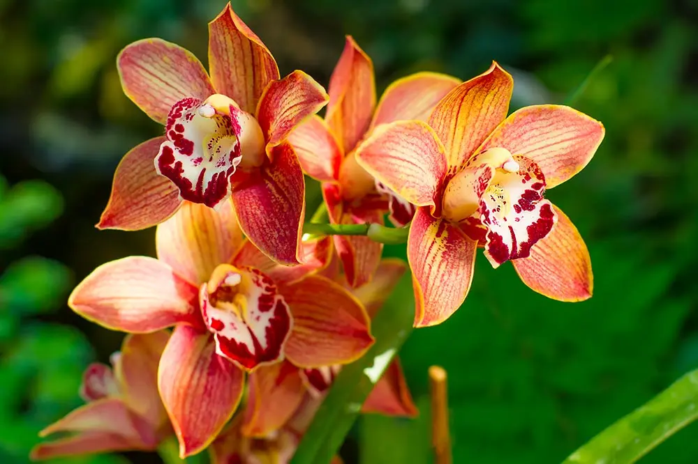 Fiori orchidee selvatiche: bellezza e varietà nel mondo delle orchidee - Come si coltivano le orchidee Cymbidium fiori orchidee selvatiche - Come si coltivano le orchidee Cymbidium