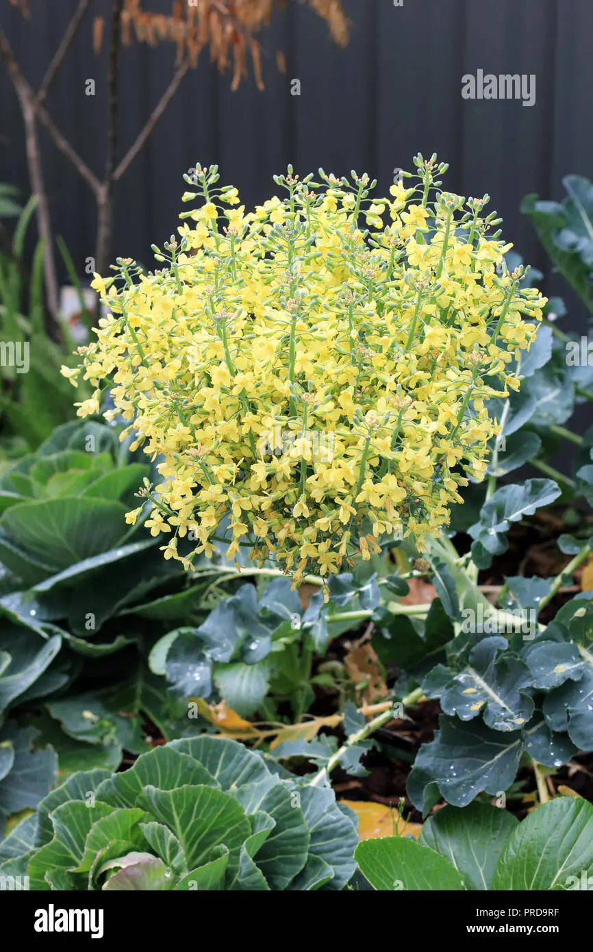 Broccolo Fiorito: il re delle verdure - Come si cura il broccolo fiolaro broccolo fiorito - Come si cura il broccolo fiolaro
