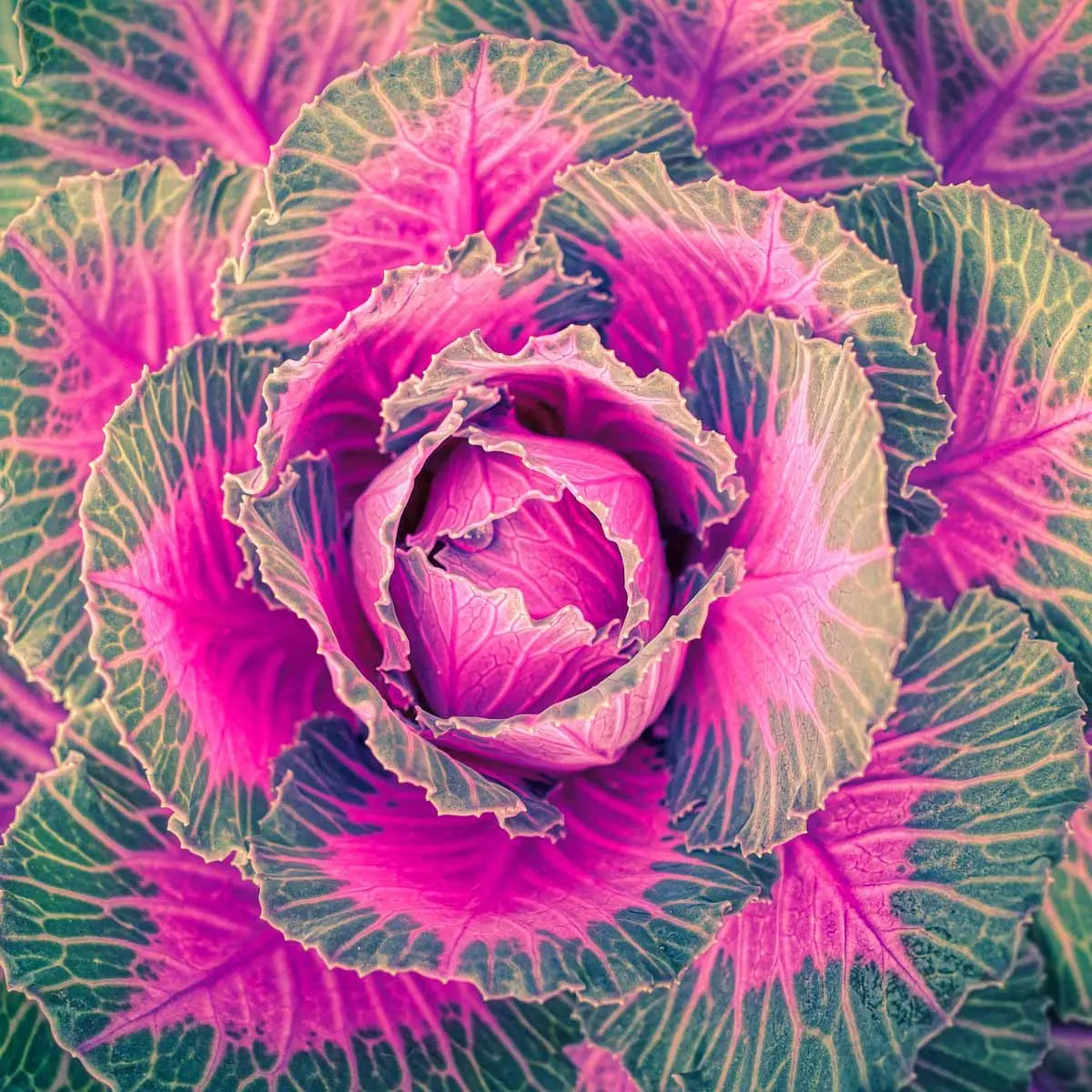 fiore di cavolo - Come si cura il cavolo ornamentale