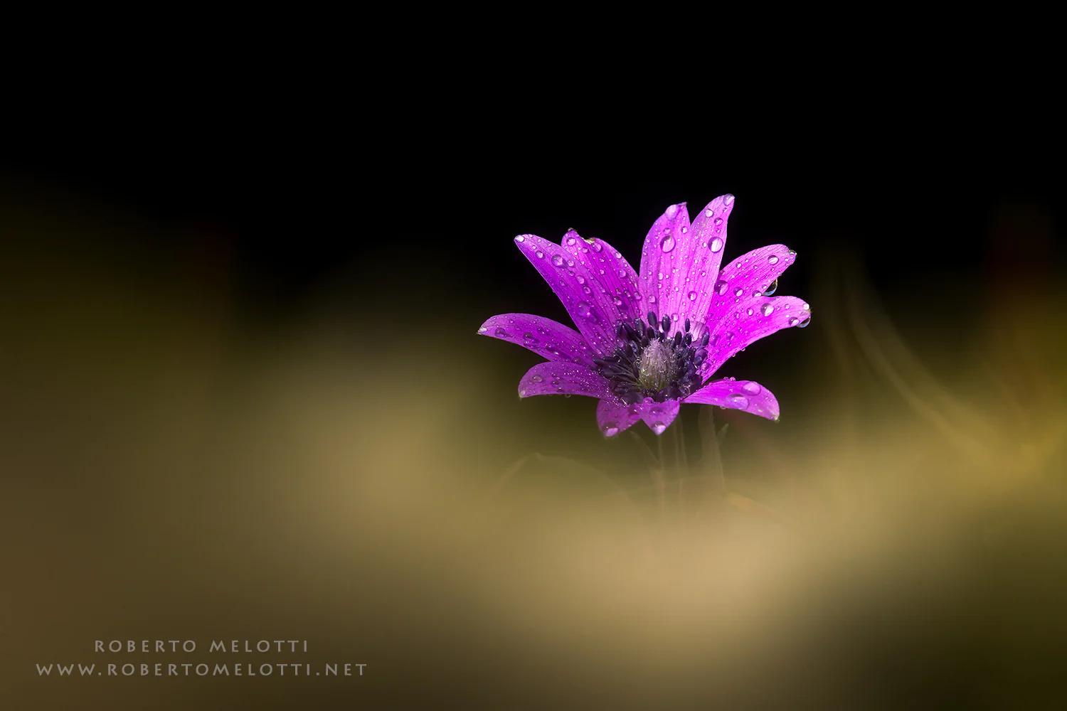 Anemone Fior di Stella: La Fioritura Stellare del Giardino - Come si cura l'Anemone anemone fior di stella - Come si cura l'Anemone