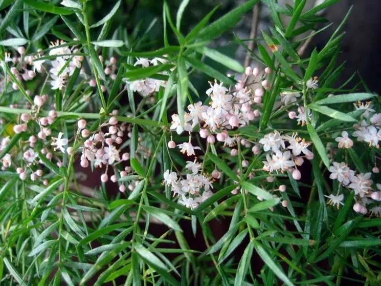 Fiore asparago: una prelibatezza mediterranea - Come si cura l Asparagus fiore asparago - Come si cura l Asparagus