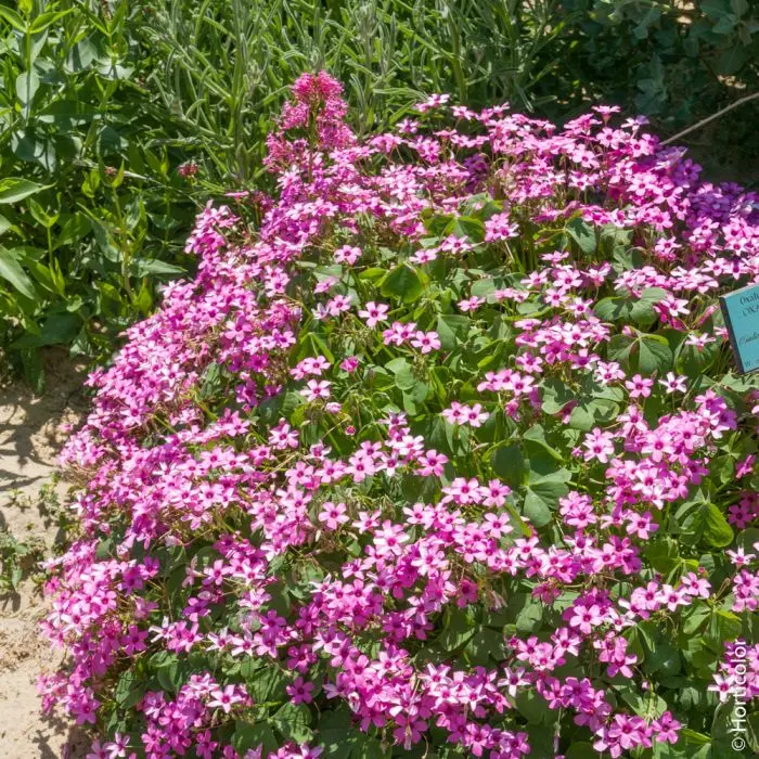 Trifoglio con Fiori Rosa: Una Bellezza Delicata e Afmaravilloso - Come si cura l Oxalis Triangularis trifoglio con fiori rosa - Come si cura l Oxalis Triangularis
