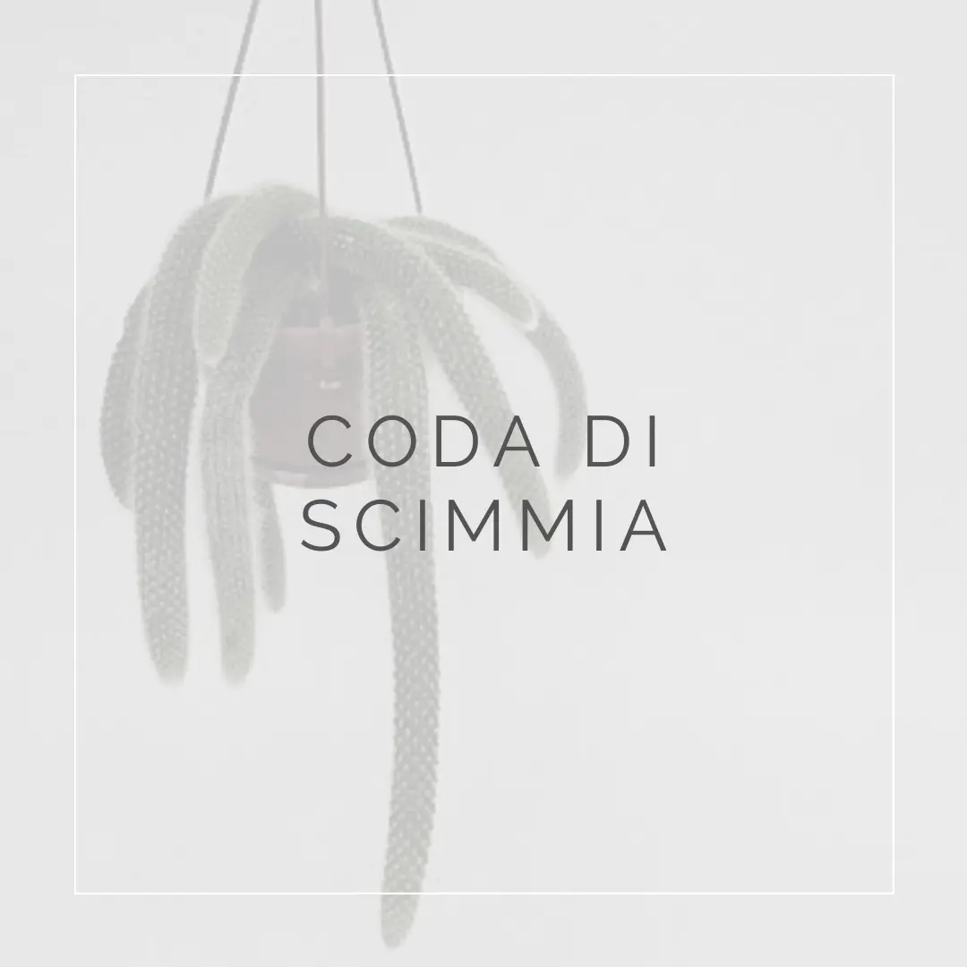 Come prendersi cura della coda di scimmia: consigli e curiosità