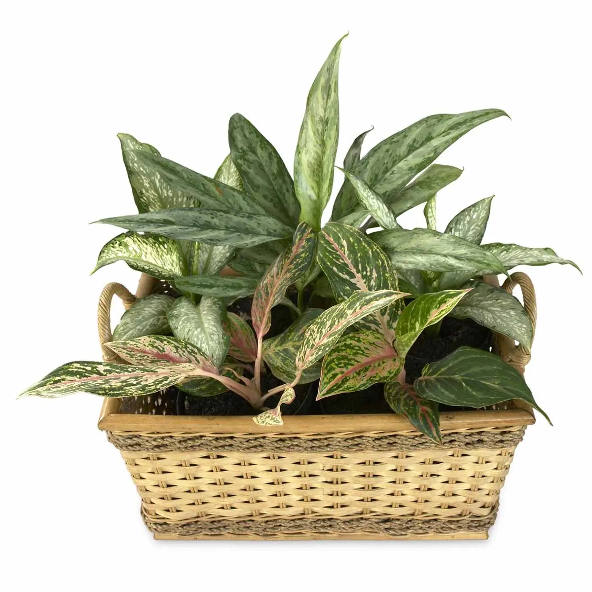 Dieffenbachia Fiori: Una guida completa sulla cura e coltivazione - Come si cura la Dieffenbachia in vaso dieffenbachia fiori - Come si cura la Dieffenbachia in vaso