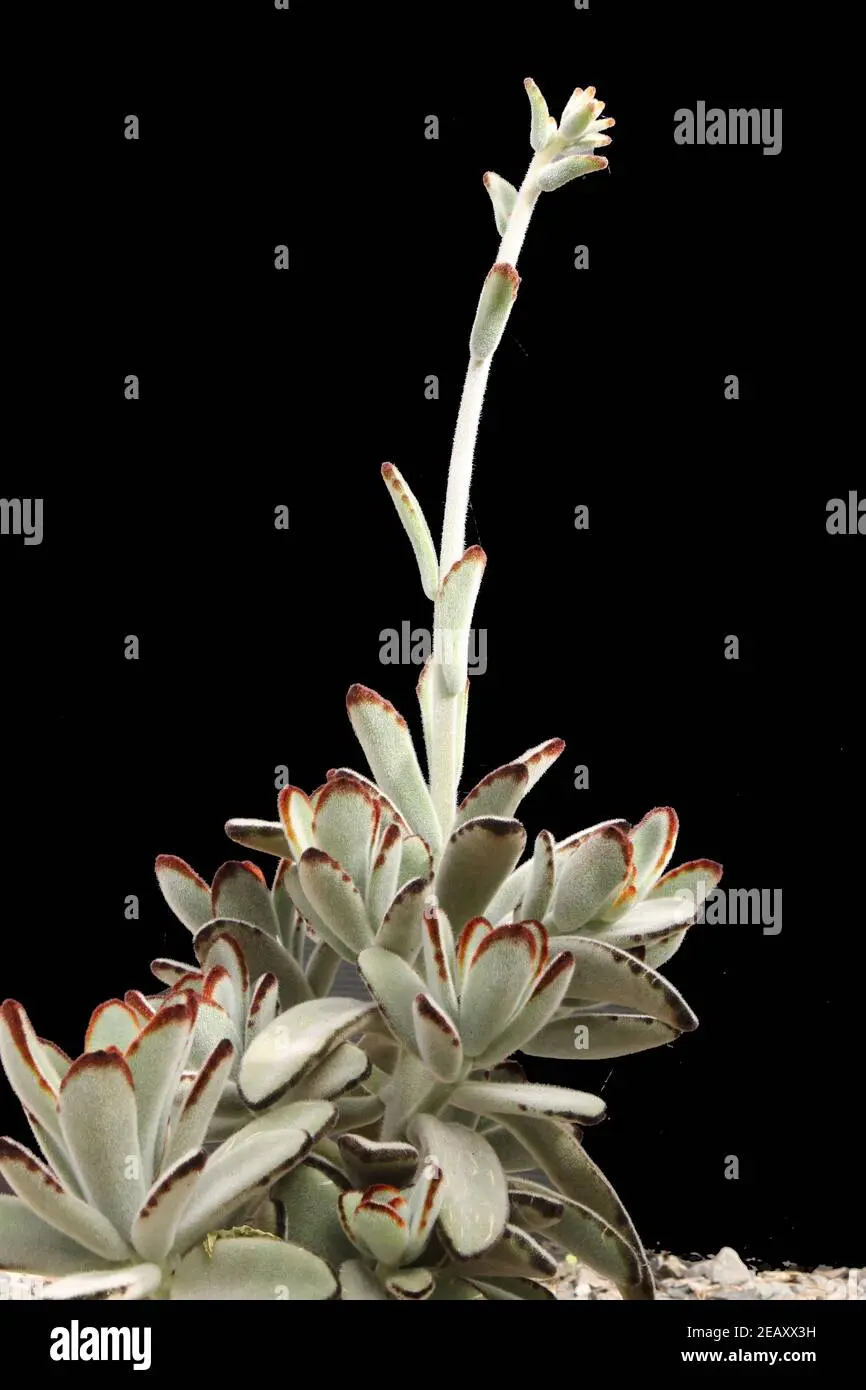 Come curare la Kalanchoe tomentosa - Come si cura la Kalanchoe tomentosa kalanchoe tomentosa fiori - Come si cura la Kalanchoe tomentosa