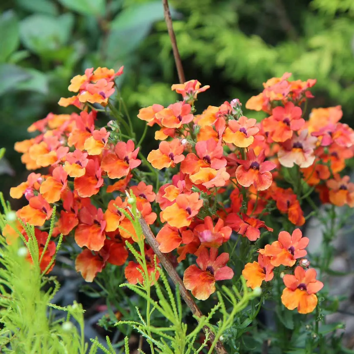 Nemesia Fiore: Una Pianta Colorata e Facile da Coltivare - Come si cura la Nemesia nemesia fiore - Come si cura la Nemesia