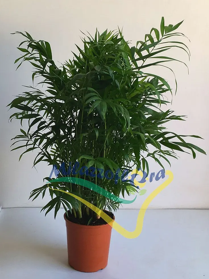 Chamaedorea elegans: la pianta da interno perfetta per decorare la tua casa - Come si cura la palma della fortuna chamaedorea elegans fiori - Come si cura la palma della fortuna