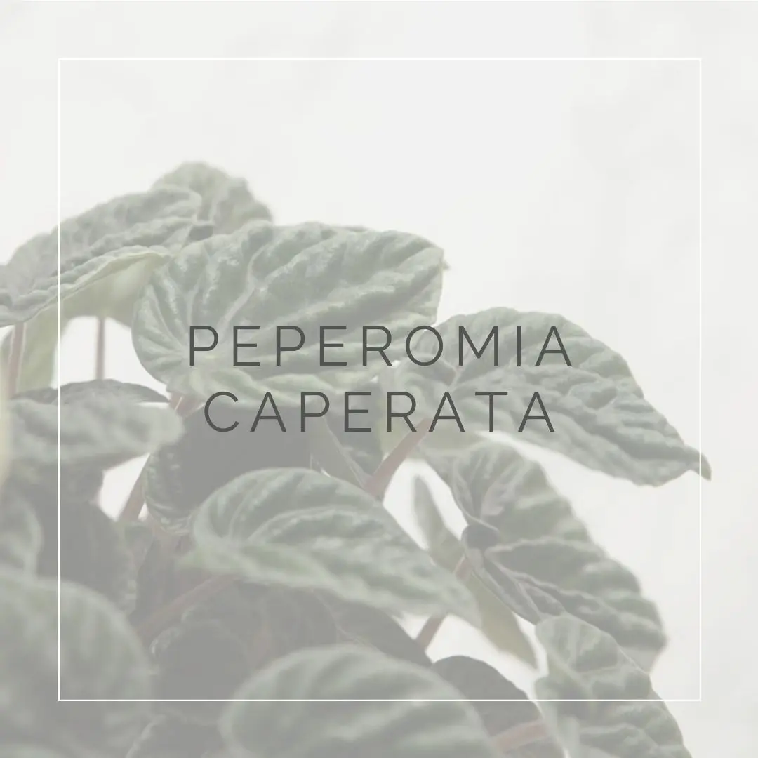 Peperomia caperata fiori: cure e crescita rigogliosa