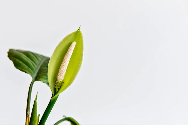 Aglaonema Fiore: Una pianta ornamentale perenne che si adatta bene all'appartamento - Come si cura la pianta Aglaonema aglaonema fiore - Come si cura la pianta Aglaonema