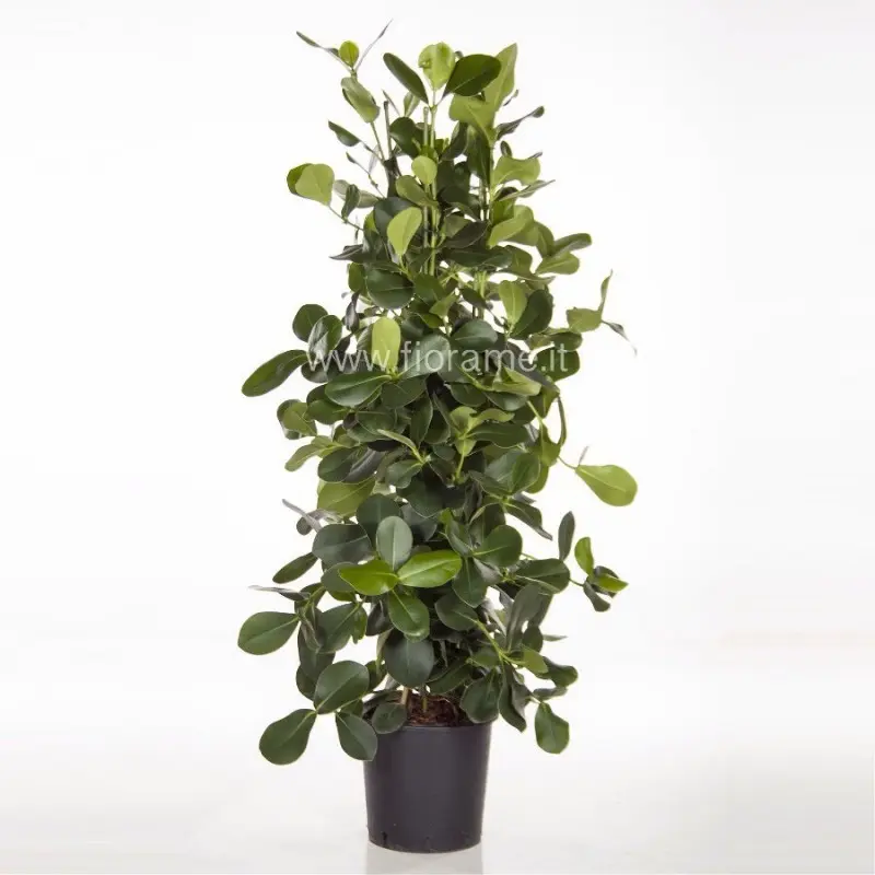 Come curare la pianta Clusia Rosea - Come si cura la pianta clusia rosea clusia rosea fiori - Come si cura la pianta clusia rosea