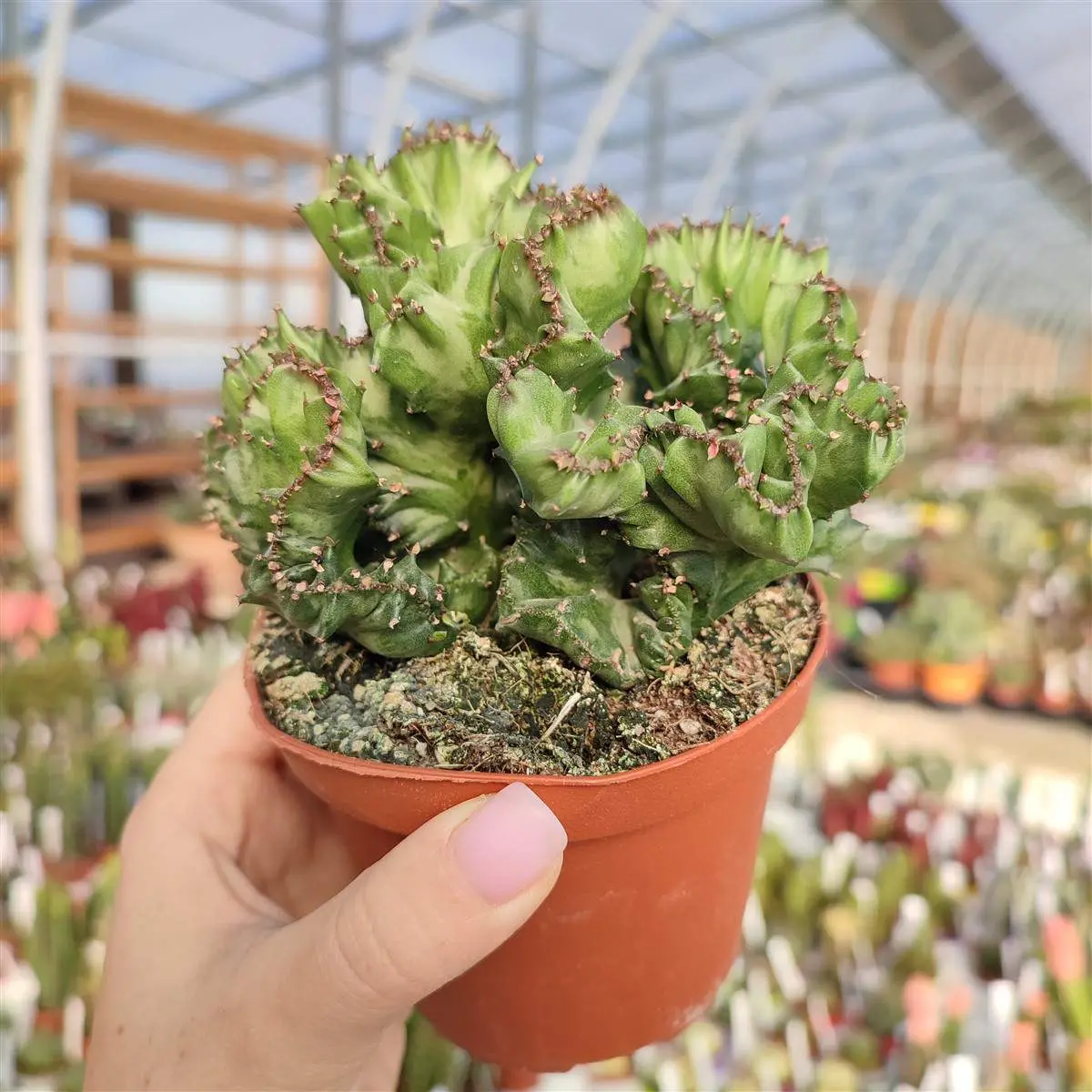 Euphorbia Lactea Crestata Fiori: La guida completa per la cura di questa pianta unica - Come si cura la pianta Euphorbia Lactea euphorbia lactea crestata fiori - Come si cura la pianta Euphorbia Lactea