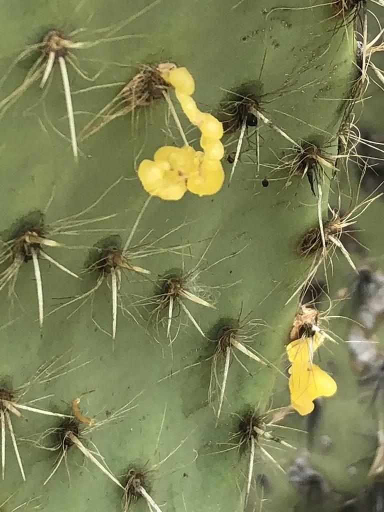 Opuntia microdasys fiore: come far fiorire la pianta e come curarla - Come si cura la pianta Opuntia opuntia microdasys fiore - Come si cura la pianta Opuntia