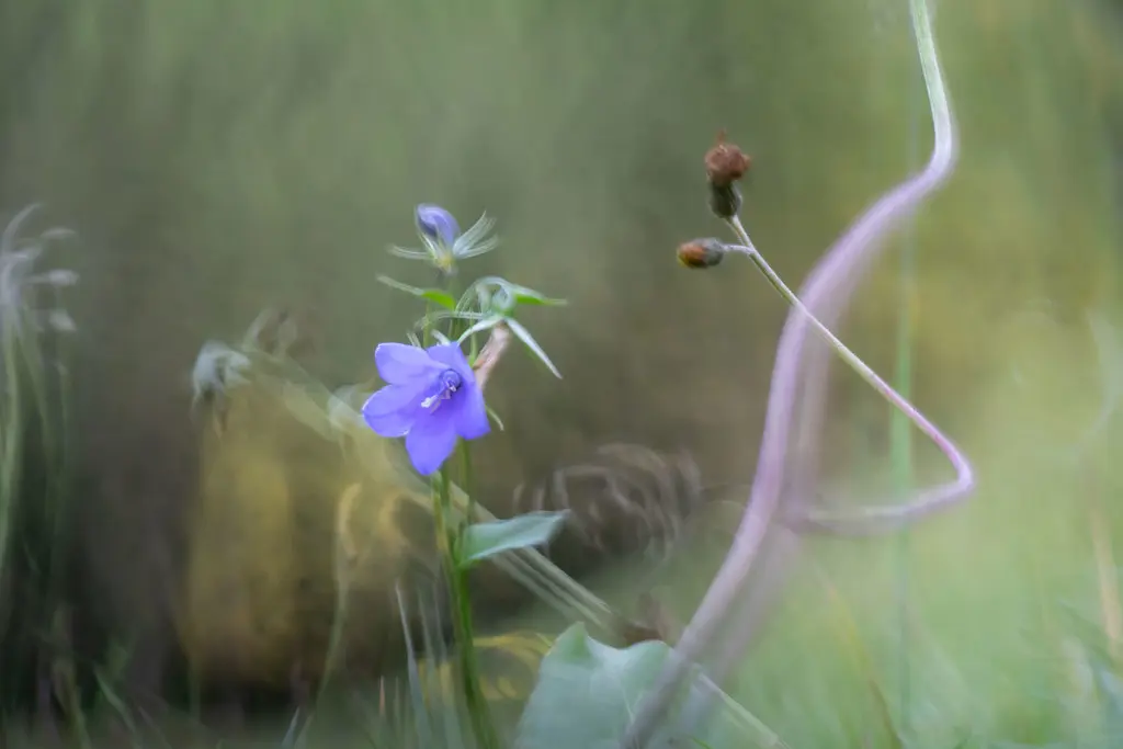 pentax fiori - Come si cura la pianta Pentas