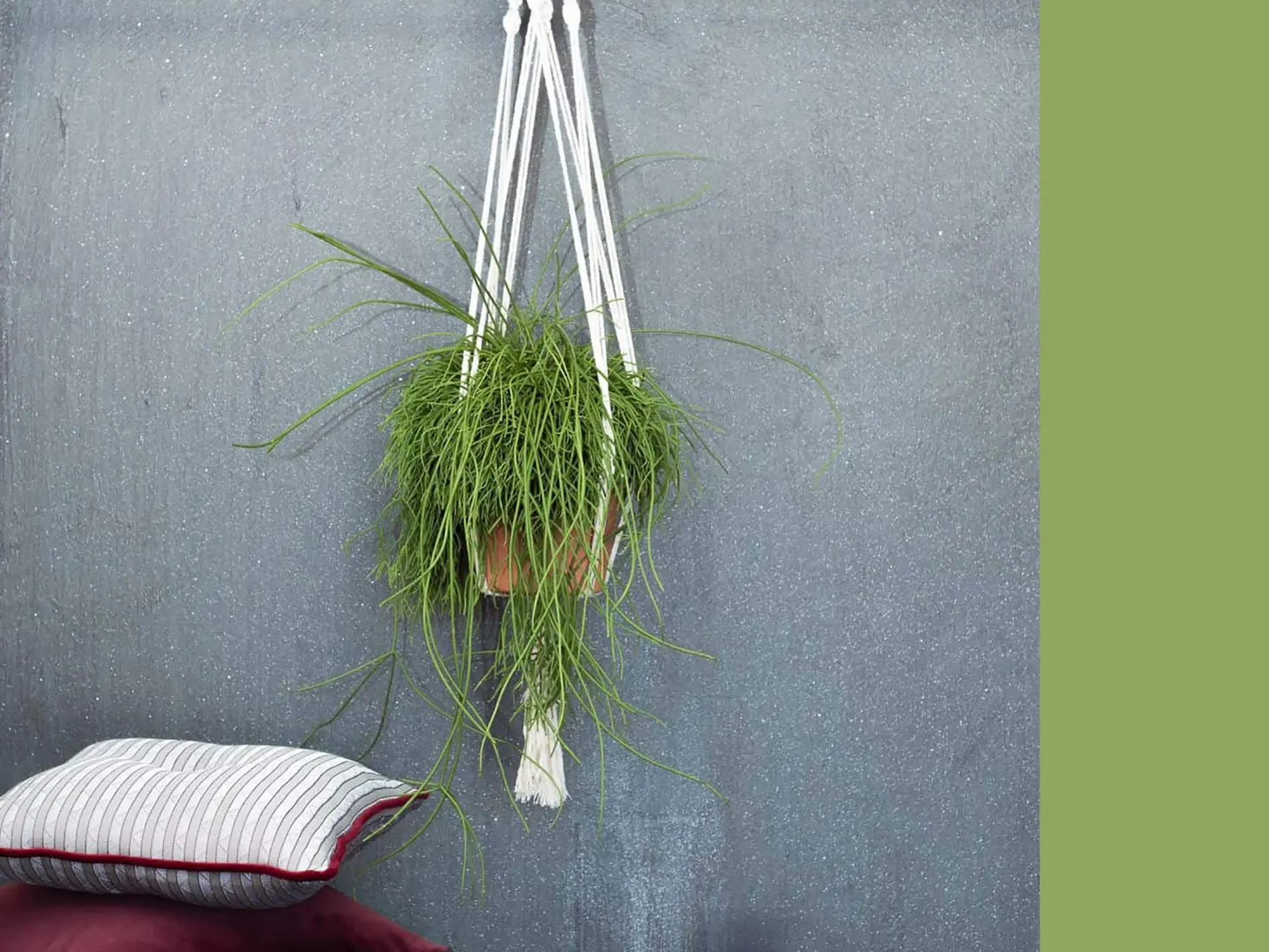 Rhipsalis Fiori: la pianta antistress perfetta per la tua casa - Come si cura la Rhipsalis rhipsalis fiori - Come si cura la Rhipsalis