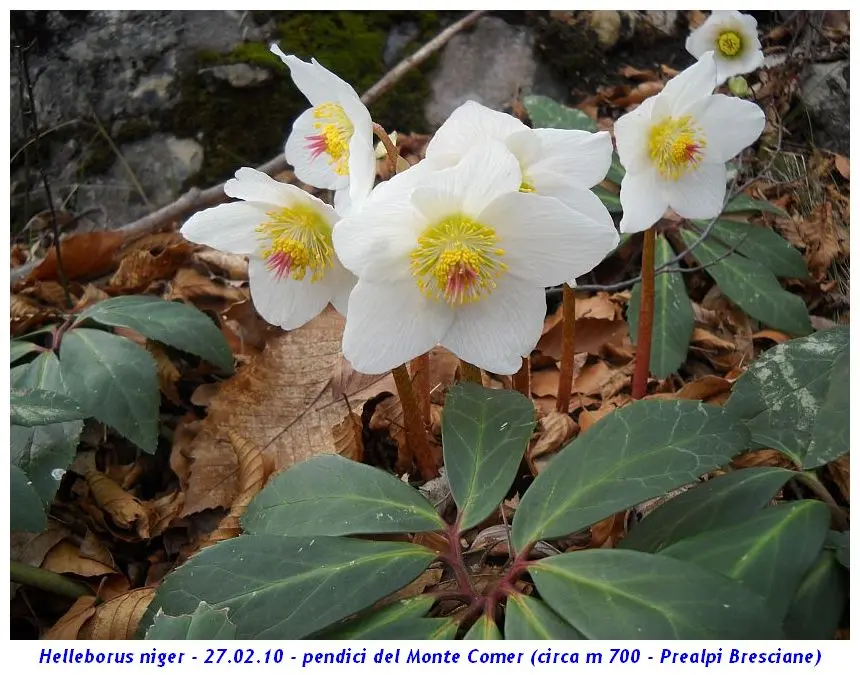 Rosa d'inverno: una pianta velenosa ma afmaravilloso - Come si cura la rosa d'inverno rosa d'inverno fiore velenoso - Come si cura la rosa d'inverno