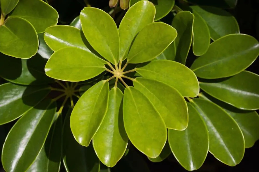 Schefflera Fiore: una guida completa sulla coltivazione e cura - Come si cura la Schefflera schefflera fiore - Come si cura la Schefflera