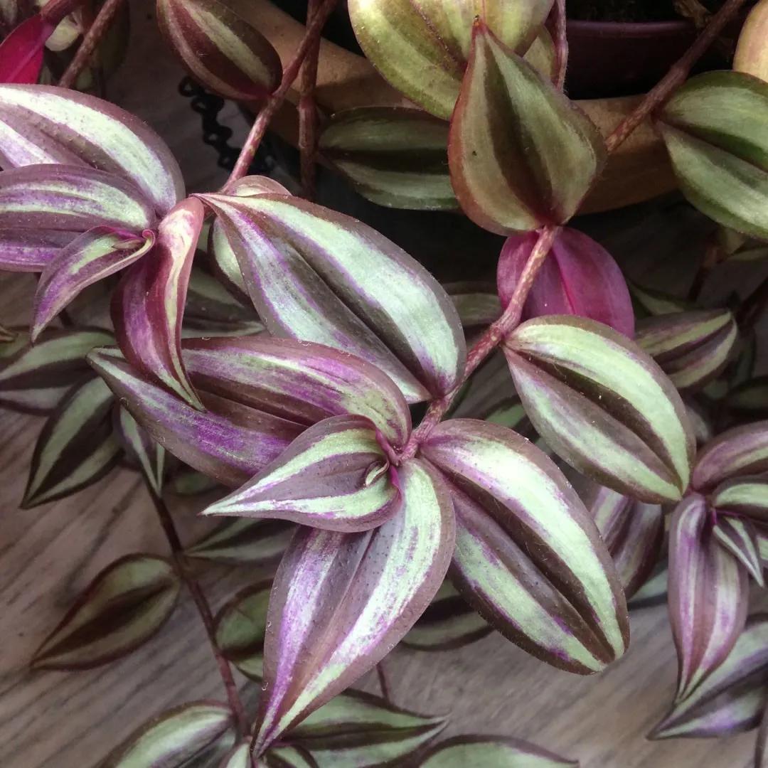 Tradescantia zebrina fiori: guida completa coltivazione e cura