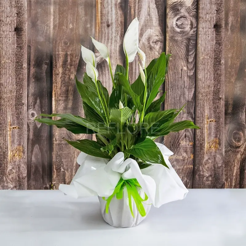 Pianta da interno con fiori bianchi: cura e salute