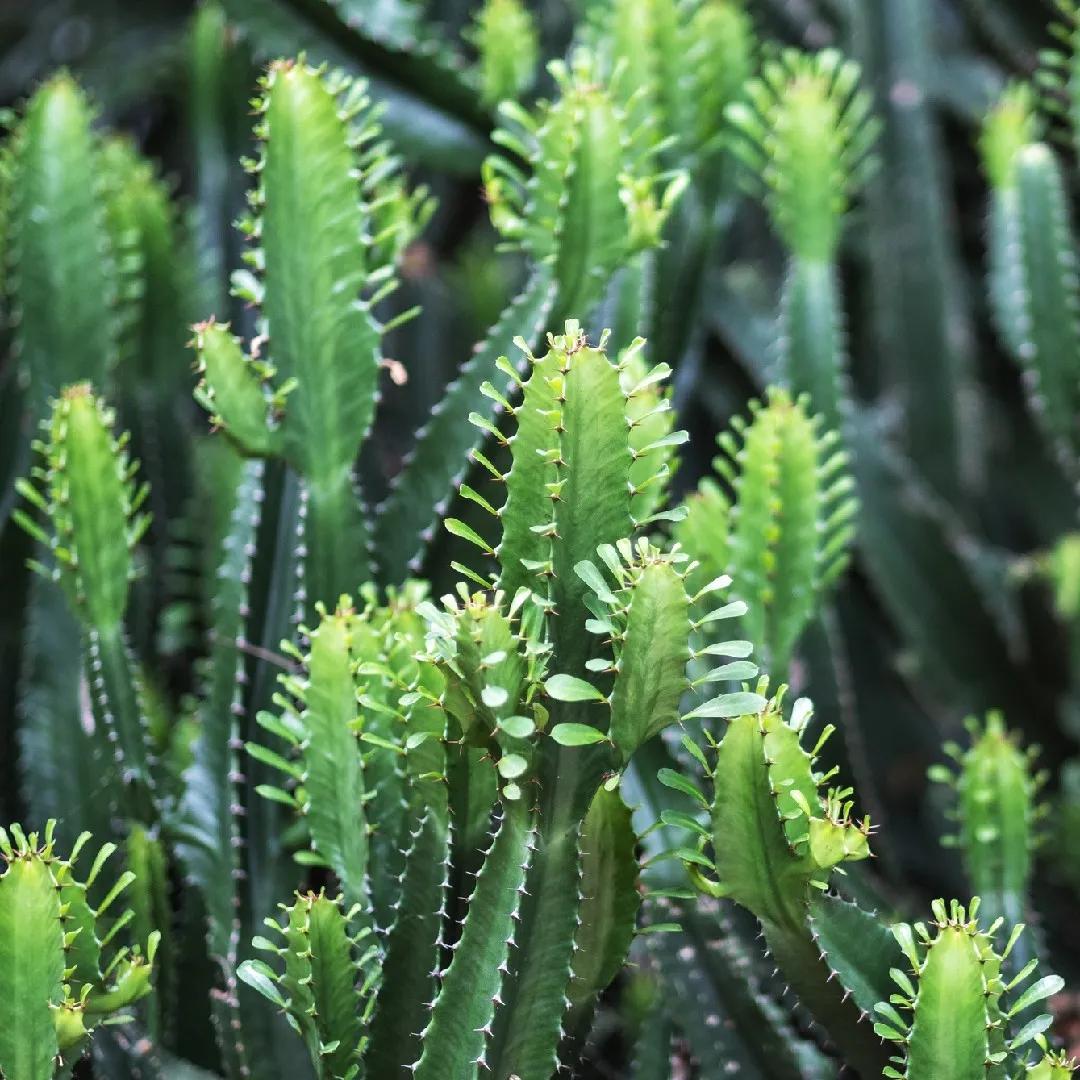 Euphorbia Trigona Fiori: Un'aggiunta spettacolare per il tuo giardino o casa - Come si cura una pianta Euphorbia Trigona euphorbia trigona fiori - Come si cura una pianta Euphorbia Trigona