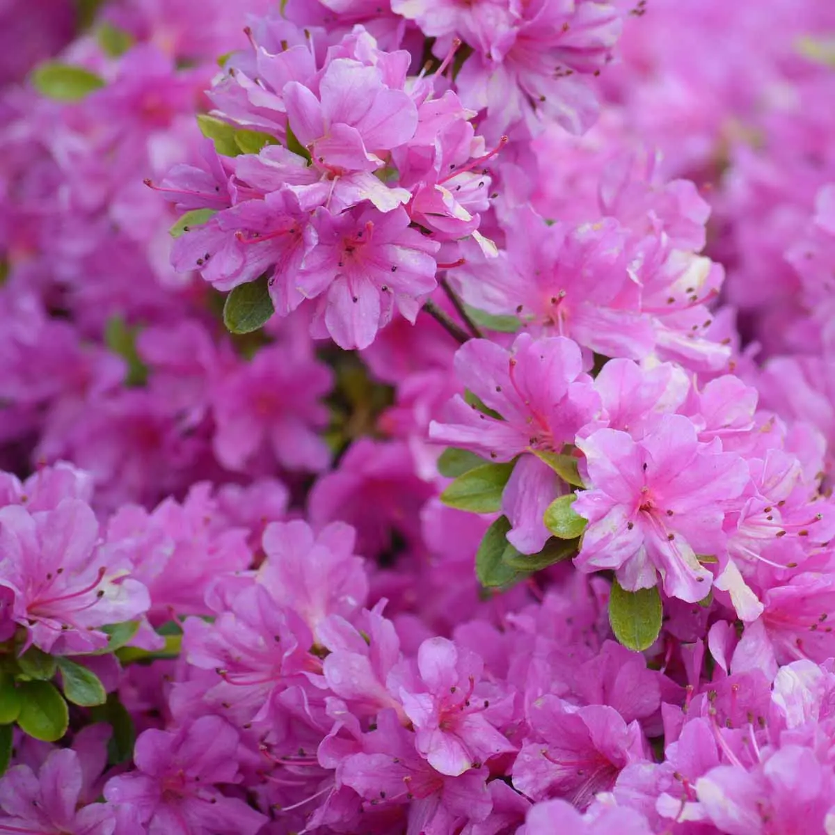 fiori acidofili - Come si curano le piante acidofile
