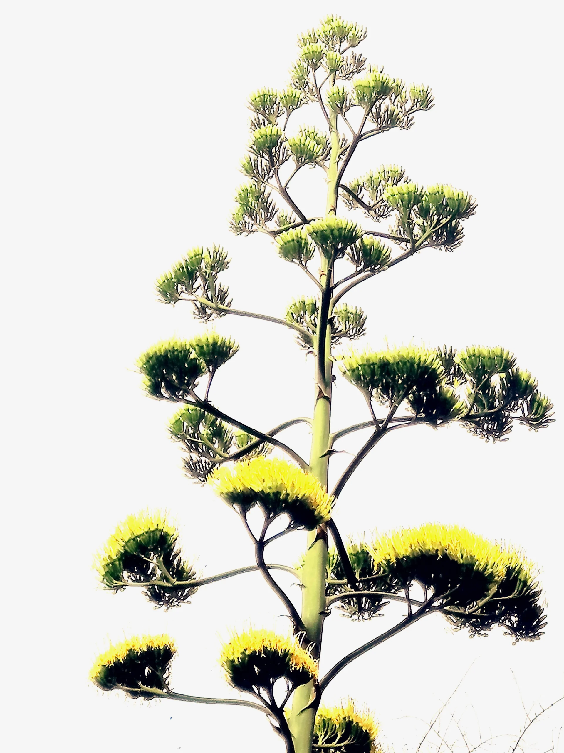 Fiore Agave Leggenda: Un'icona della Sicilia - Come si dice agave in siciliano fiore agave leggenda - Come si dice agave in siciliano