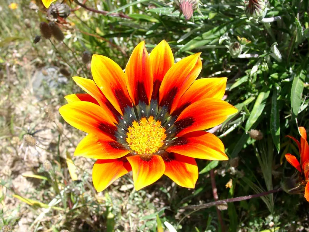 fiori sardegna - Come si dice Fiore in sardo