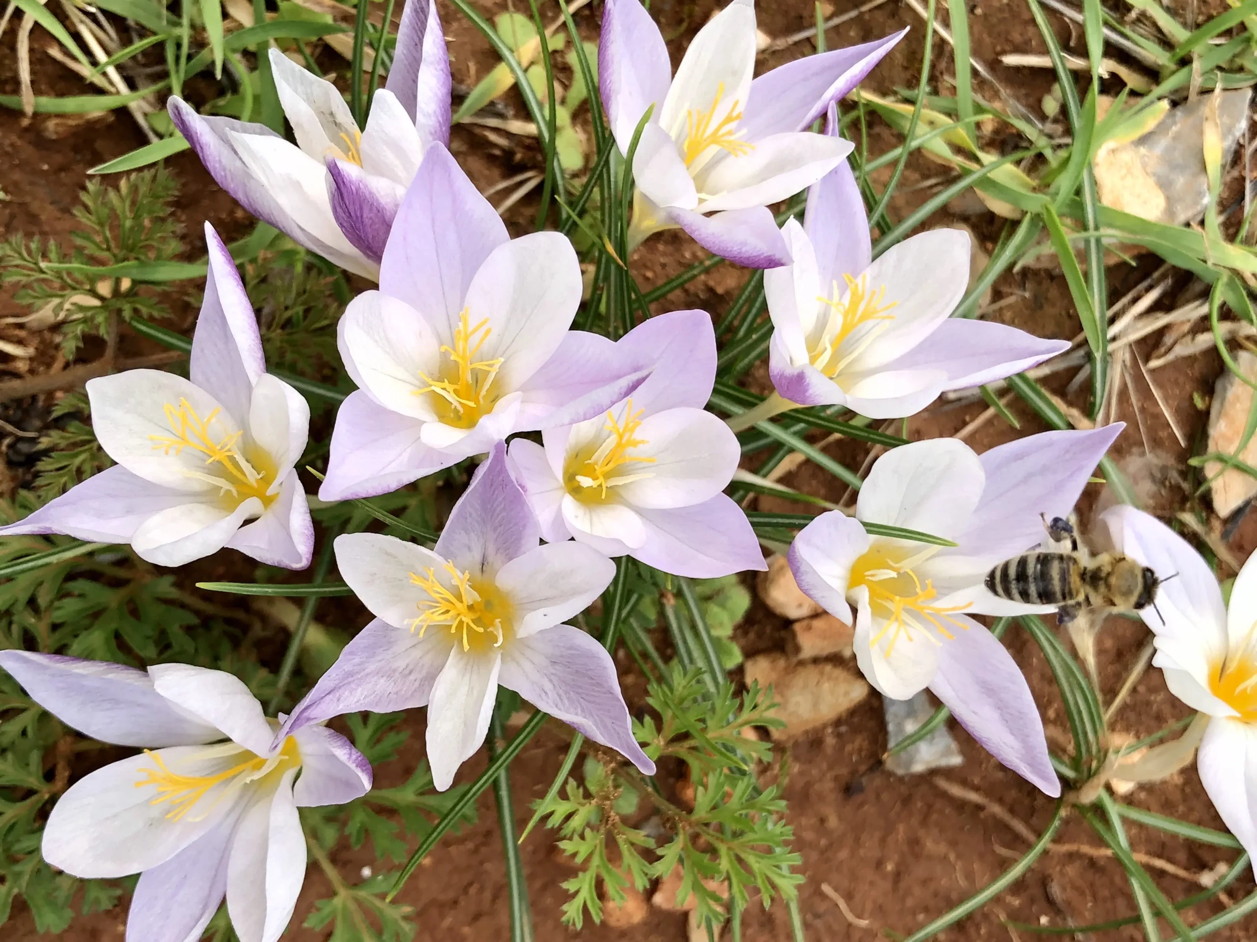 Fiore in greco: una guida completa - Come si dice Foglia in greco antico fiore in greco - Come si dice Foglia in greco antico