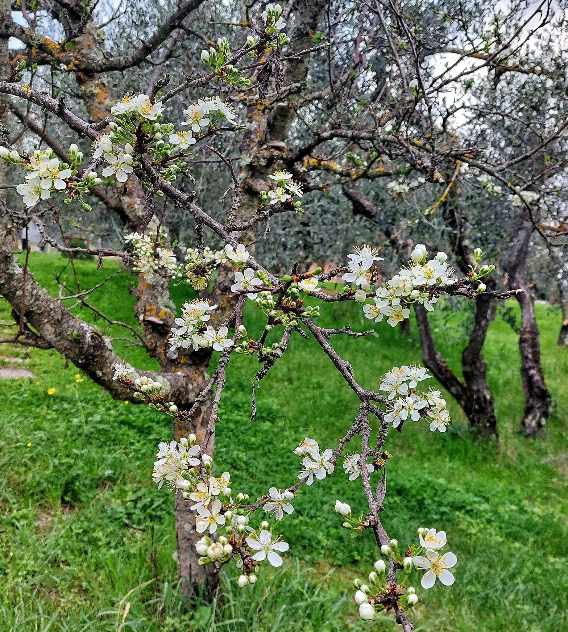 Come si dice pruno o prugno - Come si dice pruno o prugno fiore prugno - Come si dice pruno o prugno