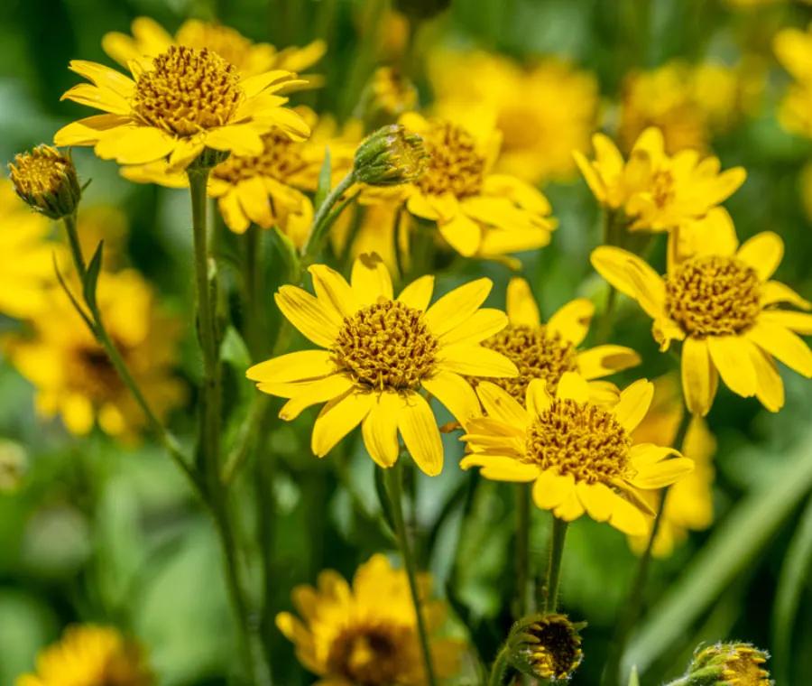 Arnica Fiore: Proprietà e Utilizzi - Come si estrae l'Arnica arnica fiore - Come si estrae l'Arnica