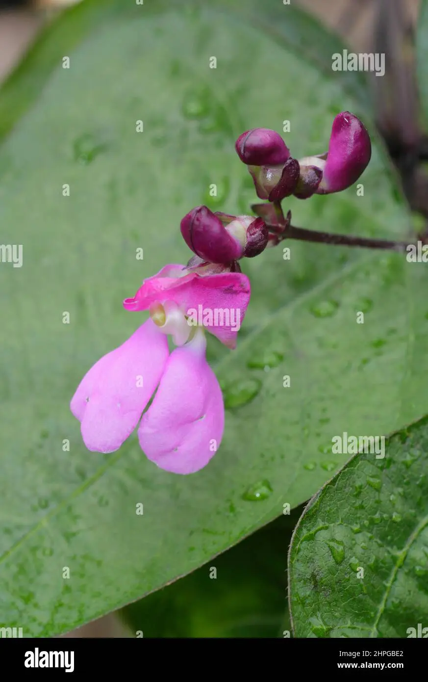 Fiore di Fagiolo: Un'elegante pianta rampicante - Come si fa a far germogliare i fagioli fiore di fagiolo - Come si fa a far germogliare i fagioli