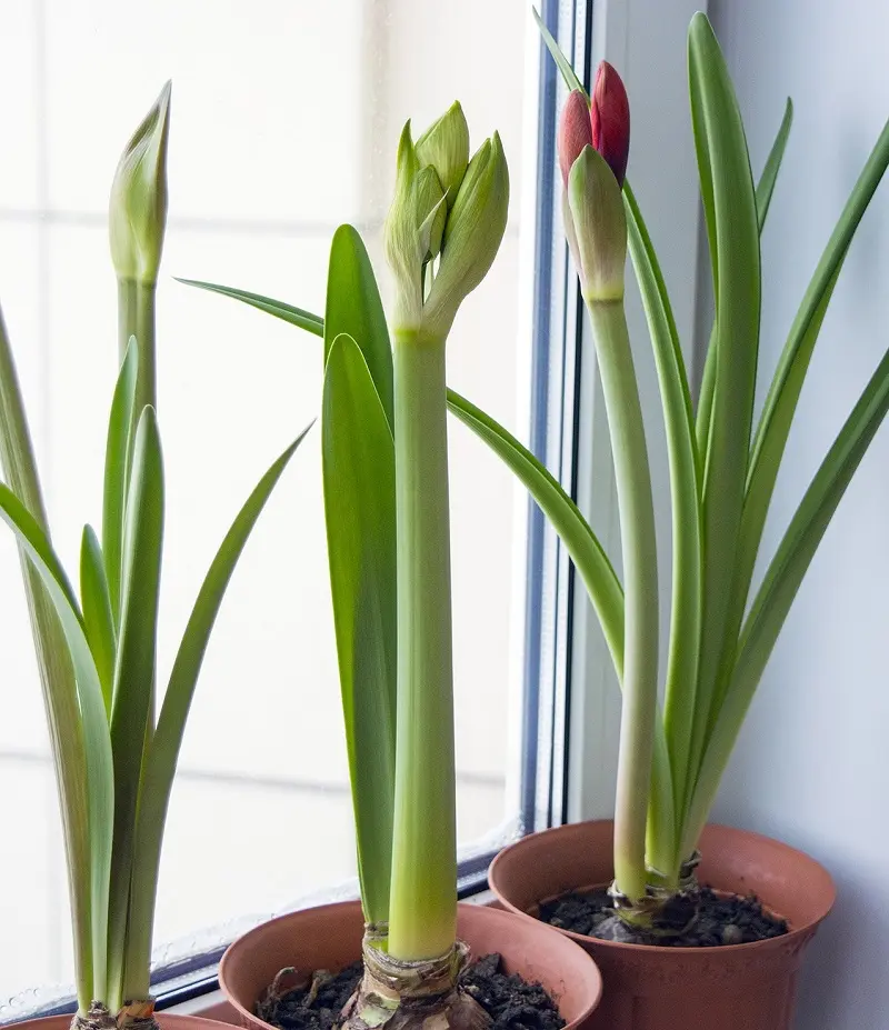 Amaryllis quando fiorisce: tutto quello che devi sapere - Come si fa a far rifiorire l amaryllis amaryllis quando fiorisce - Come si fa a far rifiorire l amaryllis