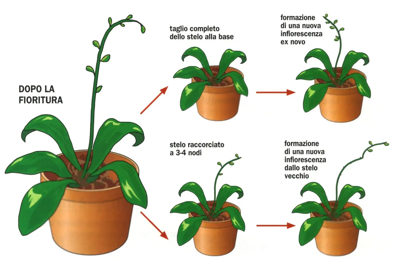 quando fioriscono le orchidee - Come si fa a far rifiorire le orchidee