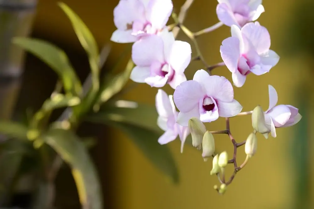 tagliare fiori appassiti orchidea - Come si fa a far rifiorire le orchidee
