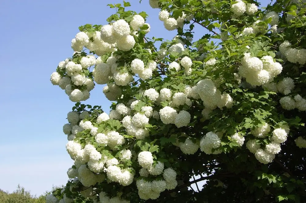 Fiore Palla di Neve: Tutto quello che devi sapere - Come si fa a propagare la pianta di palle di neve fiore palla di neve - Come si fa a propagare la pianta di palle di neve