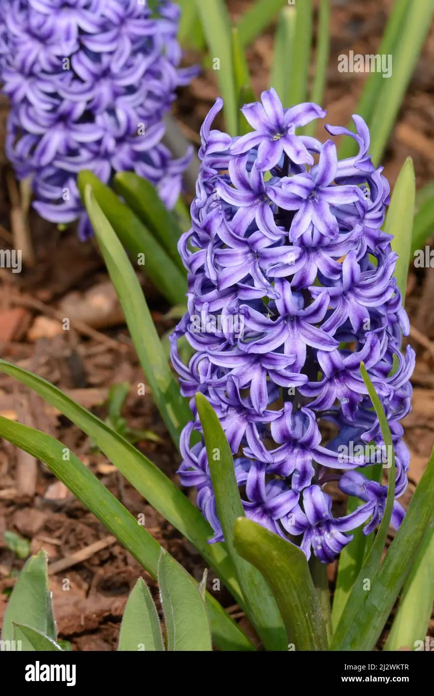 fiori indaco - Come si fa il blu indaco