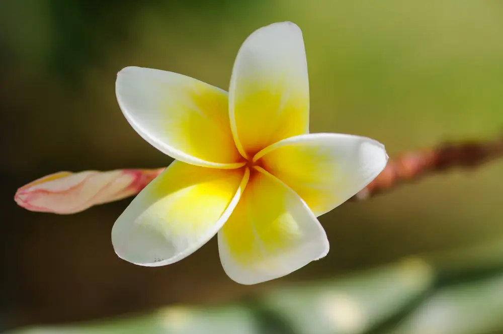 Fiori di Monoi: Il segreto della bellezza polinesiana - Come si fa il Monoi fiori di monoi - Come si fa il Monoi